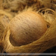 areca-nut-2