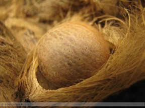 areca-nut-2