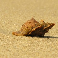 seashell