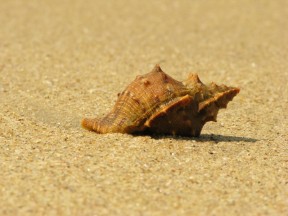 seashell