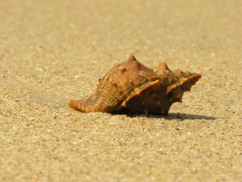 seashell