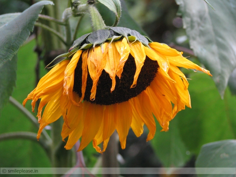 sunflower