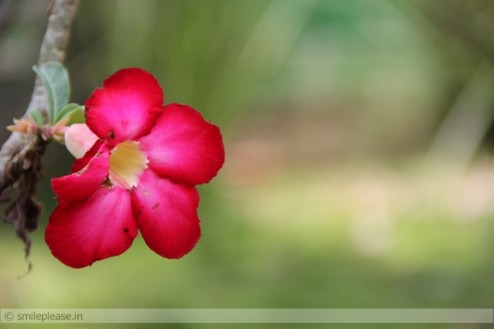 Adenium Flower