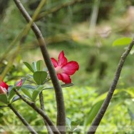 Adenium Flower