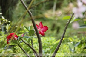 Adenium Flower