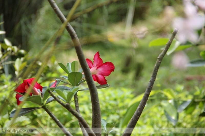 Adenium Flower