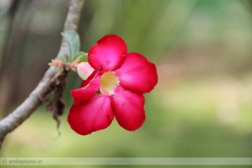 Adenium Flower
