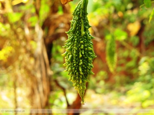 Bitter Gourd Bitter Gourd