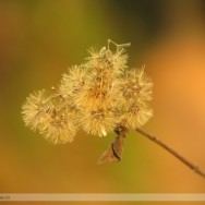 bloom