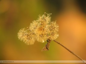 bloom