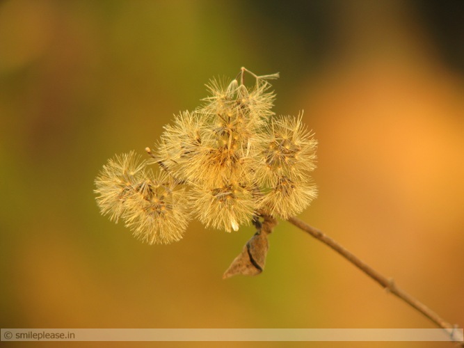 bloom