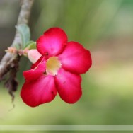 Adenium Flower