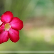 Adenium Flower