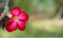 Adenium Flower