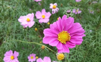 Aster Flower