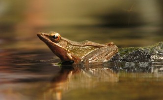 frog