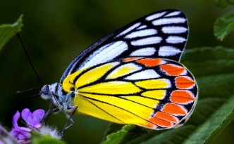 butterfly