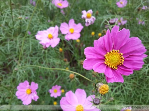 Aster Flower